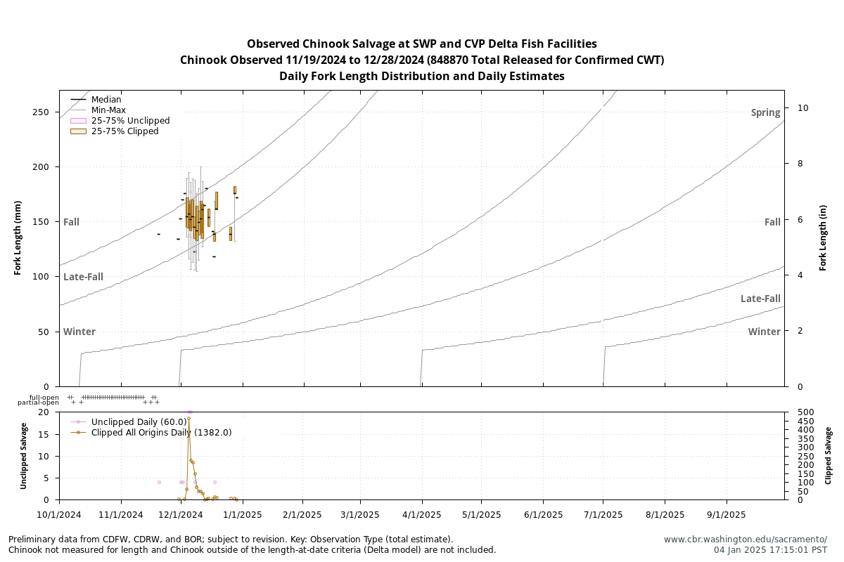 plot Observed Chinook Salvage at SWP and CVP Delta Fish Facilities, Chinook Observed 11/19/2024 to 12/28/2024 (848870 Total Released for Confirmed CWT) Daily Fork Length and Estimates