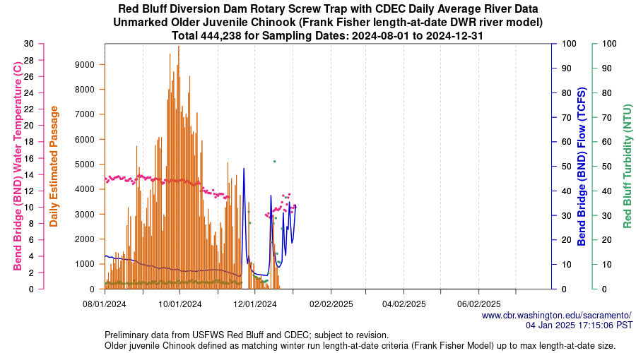 plot Central Valley Juvenile Salmonid Monitoring Red Bluff Diversion Dam Rotary Screw Trap with CDEC Daily Average River Data Unmarked Older Juvenile Chinook Sampling Dates 2024-08-01 to 2024-12-31