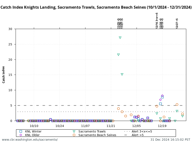 graphic Catch Index Knights Landing, Sacramento Trawls, Sacramento Beach Seines (10/1/2024 - 12/31/2024)